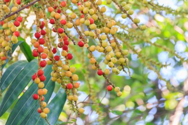 Catechu Areca somun