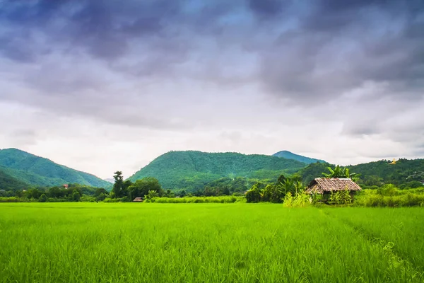 稻场壮丽的风景 图库图片