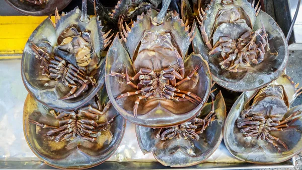 Caranguejo ferradura para venda — Fotografia de Stock