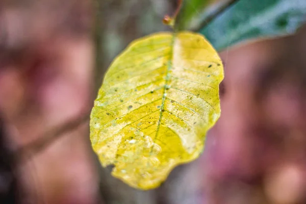 Blad i naturen — Stockfoto