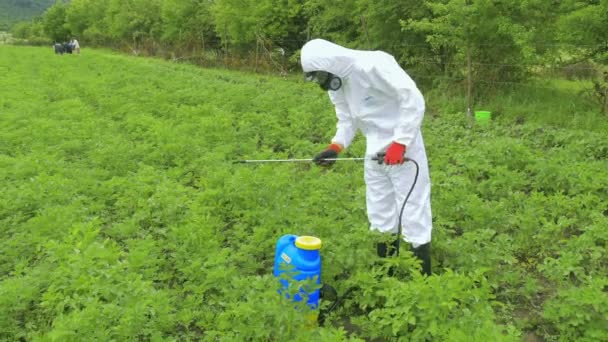 Работник рассеивает гербицид на растениях в поле — стоковое видео