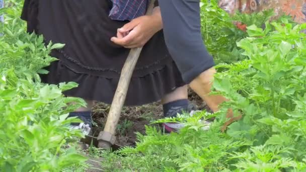 Mulher colhe uma colheita — Vídeo de Stock