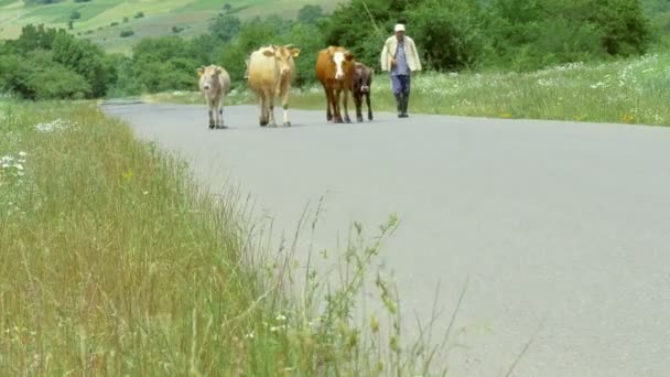 Pastor pastoreando vacas en camino de asfalto — Vídeos de Stock