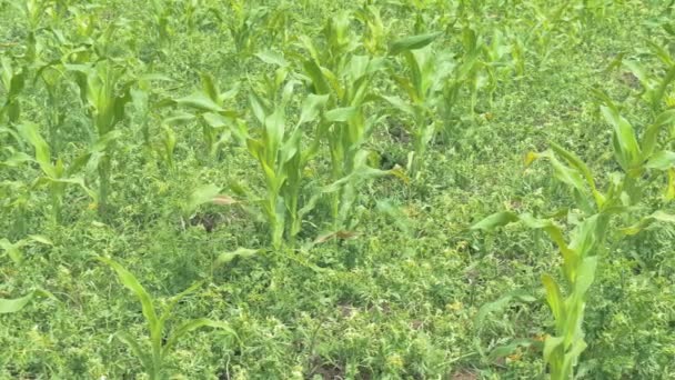 Campo di grano che soffia nel vento — Video Stock