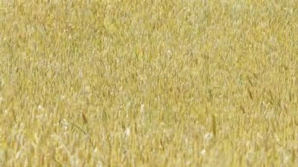 Золотое пшеничное поле в летний день — стоковое видео