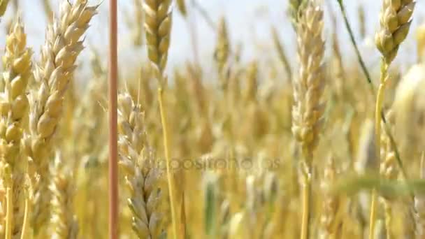 Golden wheat field at summer day — Stock Video