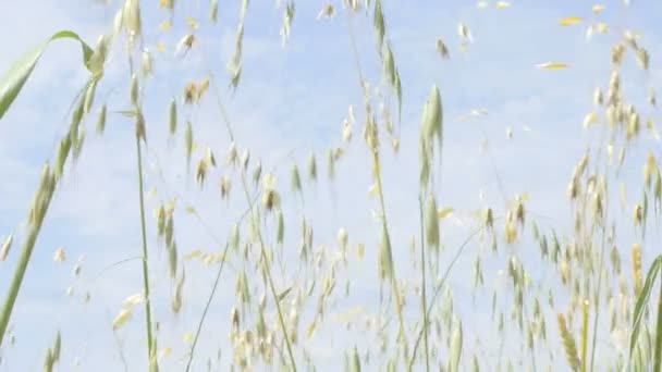 Vidrio en el campo en verano — Vídeo de stock