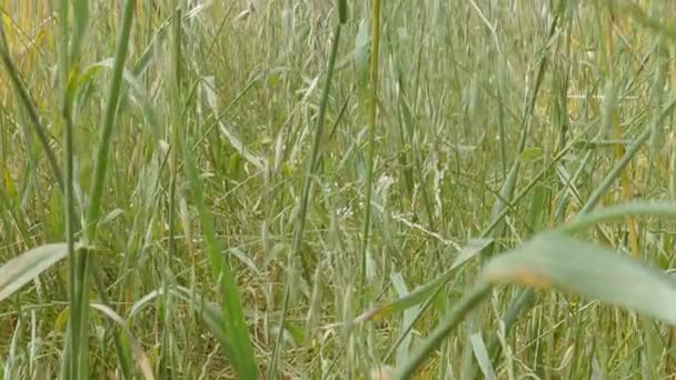 Glas op het veld in de zomer — Stockvideo