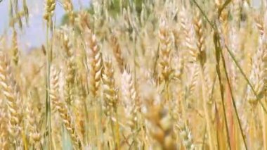 Yaz günü sahasında altın buğday 