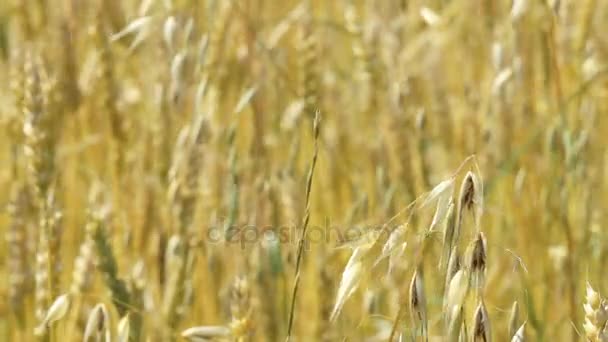 Zlatavá pšeničná pole v letní den — Stock video
