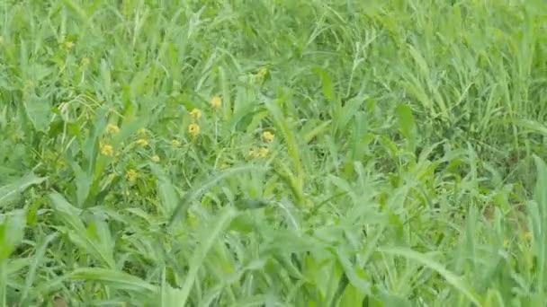 Glas op het veld in de zomer — Stockvideo