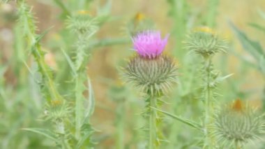 Thistle bitki çiçek