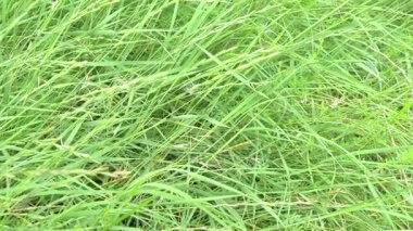 Yazın sahada çimen