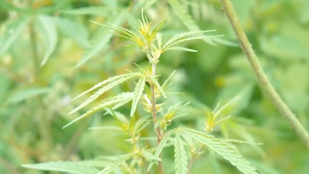 Marihuana plant close-up — Stockvideo