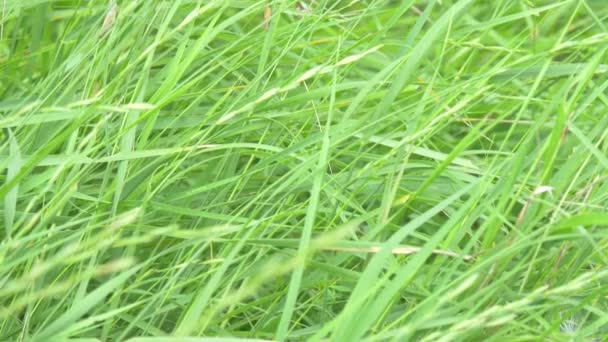 Gras auf dem Feld im Sommer — Stockvideo