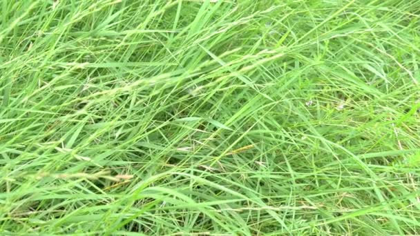 Gras op het veld in de zomer — Stockvideo