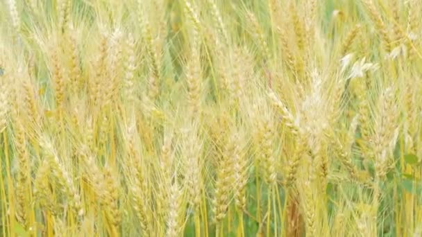 Campo de trigo dorado en el día de verano — Vídeo de stock