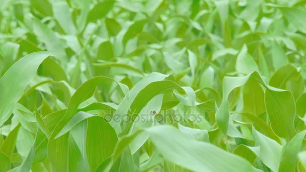 Cerca del campo de maíz soplando en el viento — Vídeos de Stock