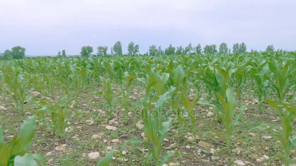 Corn field blowing in the wind — Stock Video