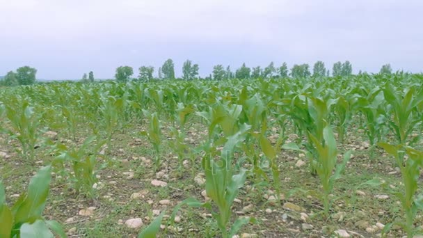 Champ de maïs soufflant dans le vent — Video