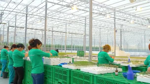 Female workers grafting plants in greenhouse — Stock Video