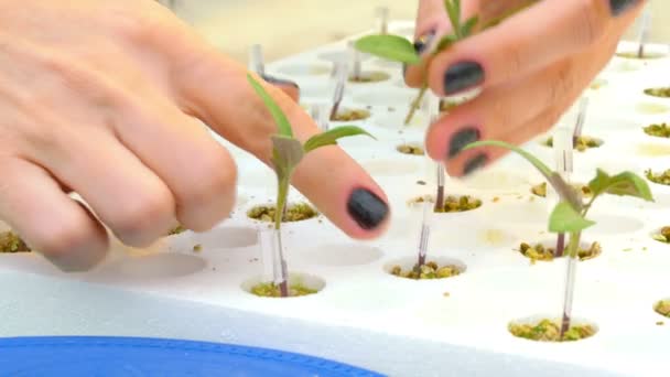 Plantas de injerto de trabajadores en invernadero — Vídeo de stock