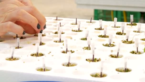 Працівник пересаджує рослини в теплицю — стокове відео
