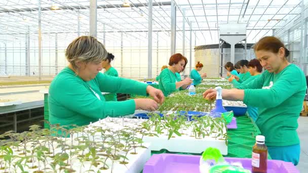 Trabalhadores do sexo feminino enxertos em casa de vegetação — Vídeo de Stock