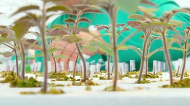 sera bitkilerde aşılama işçi