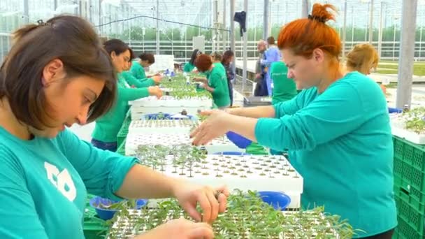 Pracowników szczepienia roślin w szklarni — Wideo stockowe
