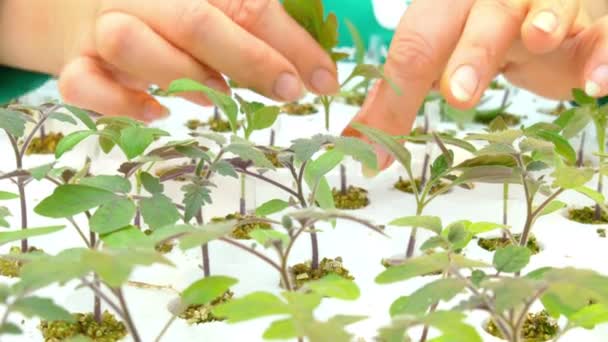 Worker grafting plants in greenhouse — Stock Video