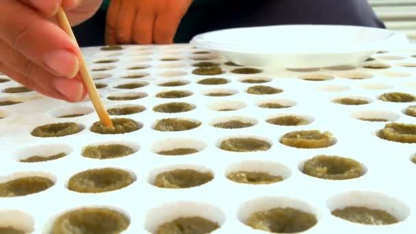 Worker seeding hybrid seeds in greenhouse — Stock Video