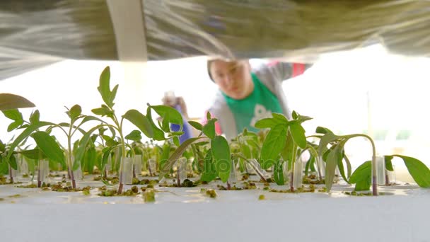 Рабочие поливают растения в теплице — стоковое видео