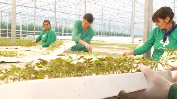 Arbetstagare som ympning i växthus — Stockvideo