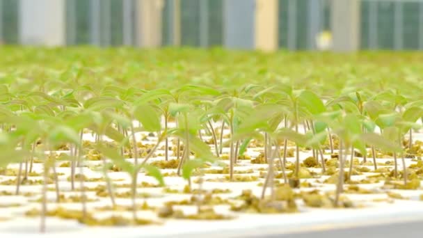 Φυτά της τομάτας στο θερμοκήπιο — Αρχείο Βίντεο