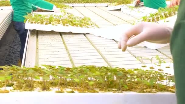 Workers grafting plants in greenhouse — Stock Video