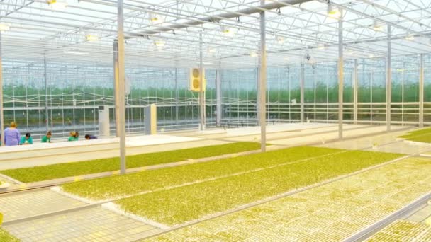 Trabajadores injertando plantas en invernadero — Vídeo de stock