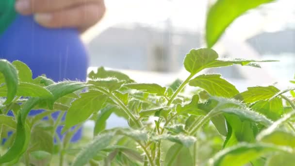 Plantas de riego de trabajadores en invernadero — Vídeos de Stock