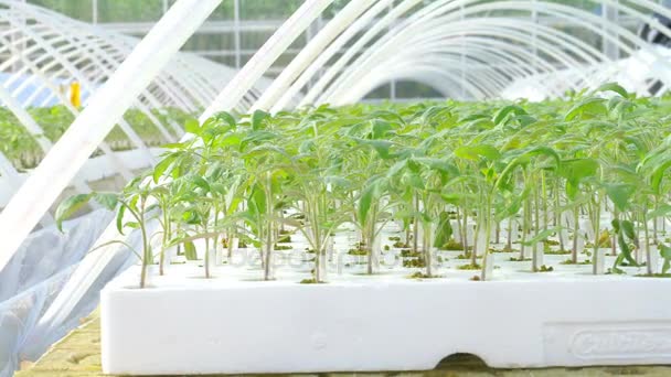 Tomatplantor i växthus — Stockvideo
