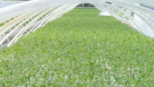 Tomatenpflanzen im Gewächshaus — Stockvideo