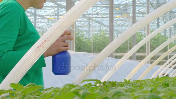 Irrigazione delle piante operaie in serra — Video Stock