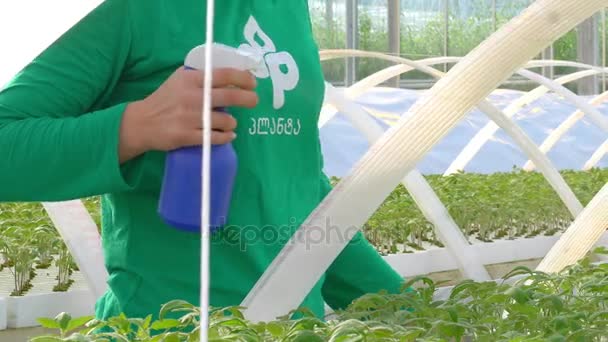 Pracovní zalévání rostlin ve skleníku — Stock video