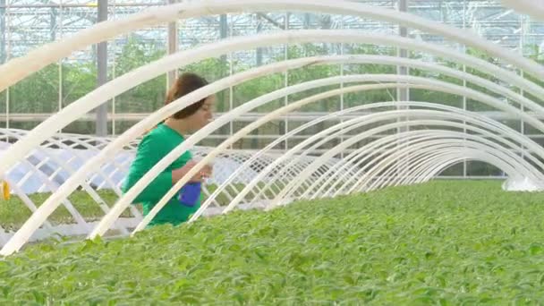 Worker watering plants in greenhouse — Stock Video