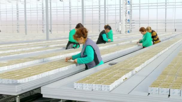 Trabalhadores semeando sementes de hibryd de tomate — Vídeo de Stock