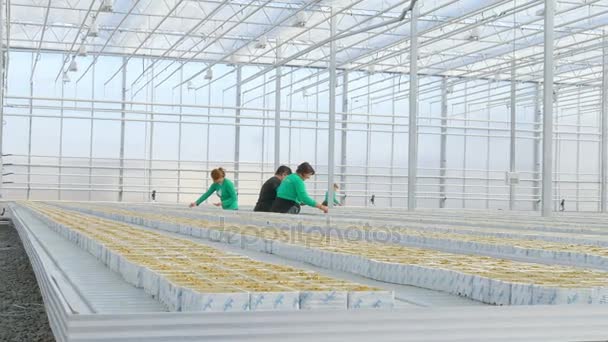 Рабочие, сеющие семена гибрида помидоров — стоковое видео