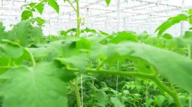 domates hydroponic bitkiler sera içinde