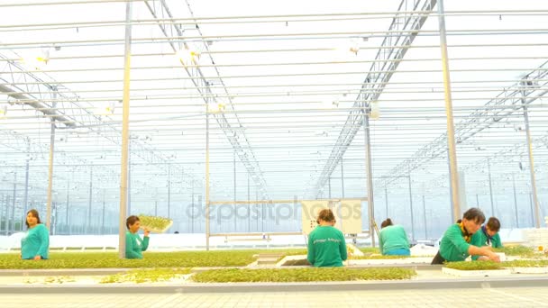 嫁接在温室中的植物的工人 — 图库视频影像