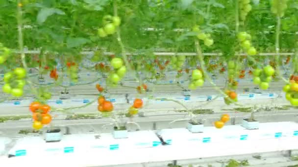 Tomato hydroponic plants in greenhouse — Stock Video