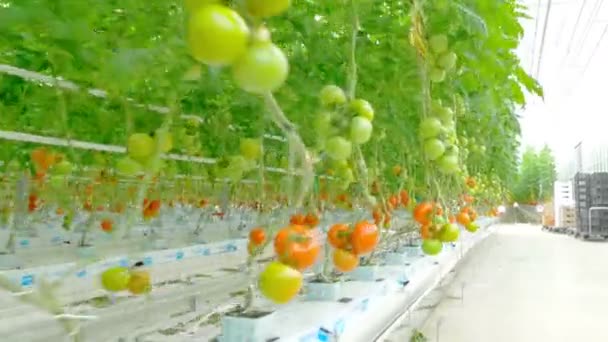 Arbeiter pfropfen Pflanzen im Gewächshaus — Stockvideo