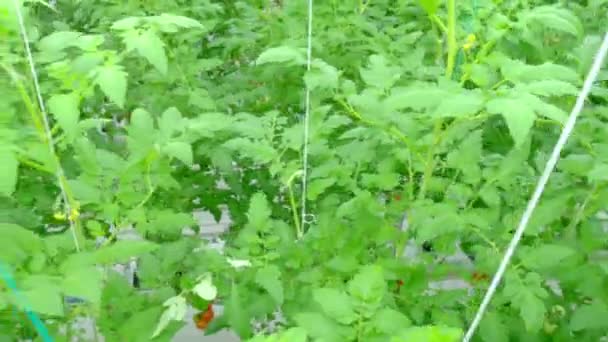 Plantas hidropônicas de tomate em estufa — Vídeo de Stock